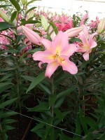 [5234 Fenice No02.JPG]